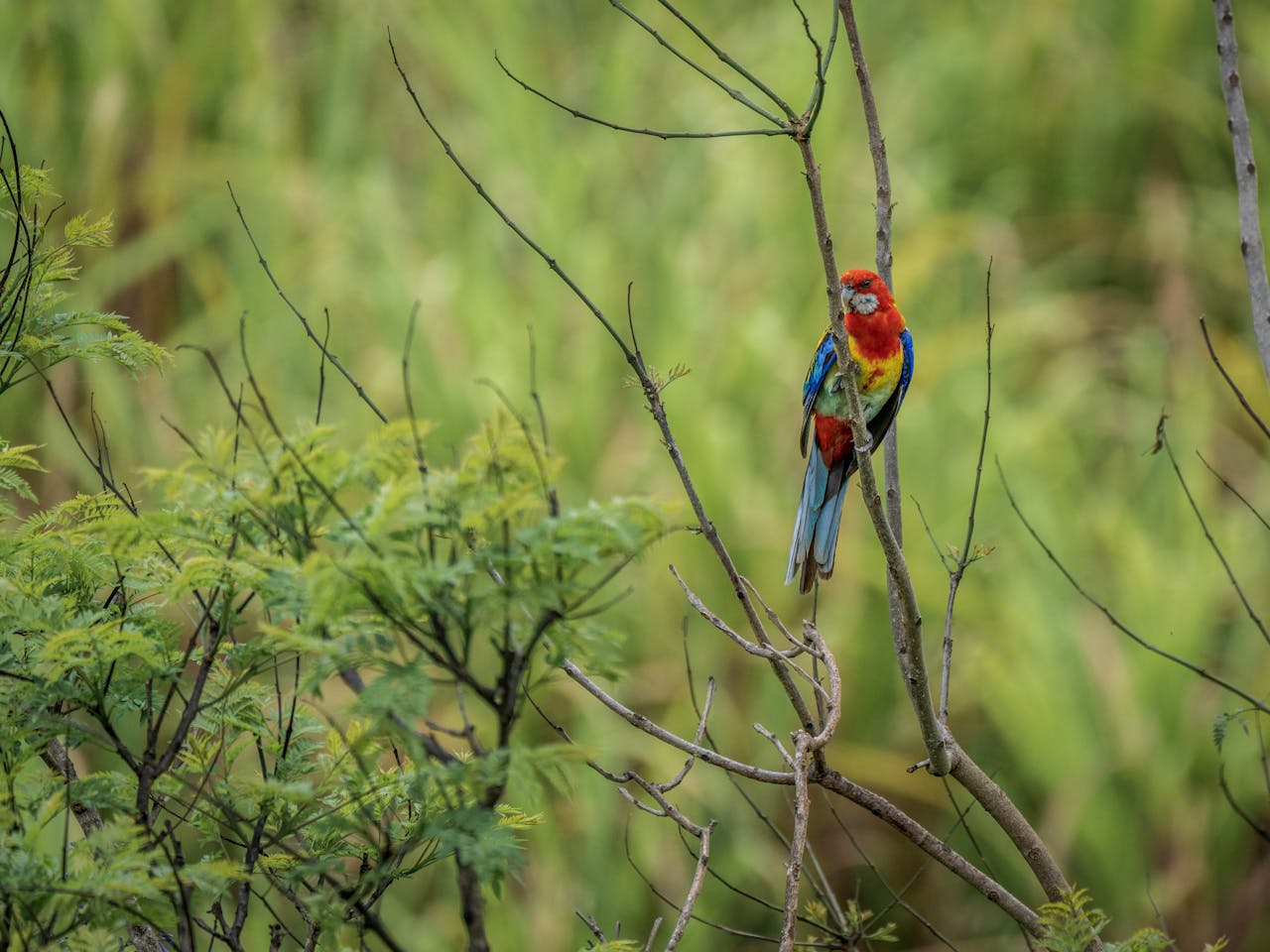 Bird Perched on a Tree Branch